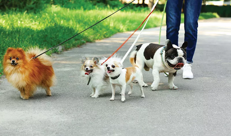 pet sitting or dog walking1