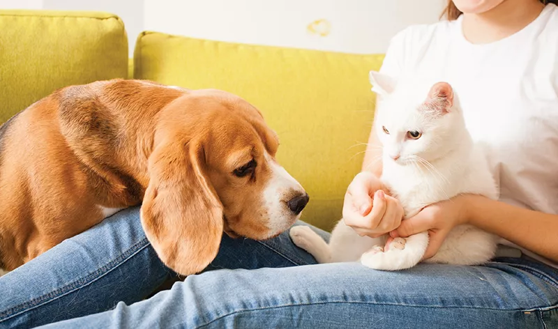 pet sitting or dog walking2